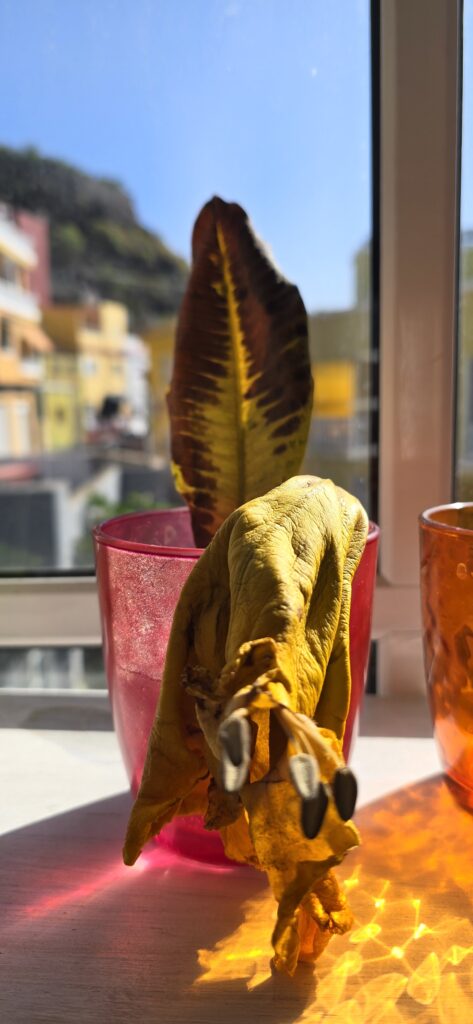 Die riesige Blüte von gestern geht den Weg alles Irdischen, und auch die stolze Indianerfeder, die einst am Stämmchen auf der Terrasse wuchs, verfällt zusehends