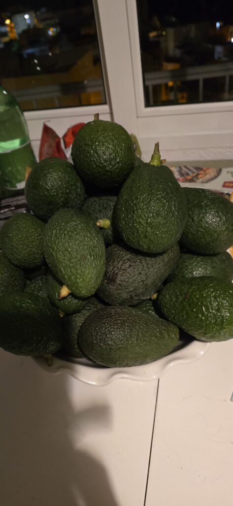 32 Avocados für 5 Euro