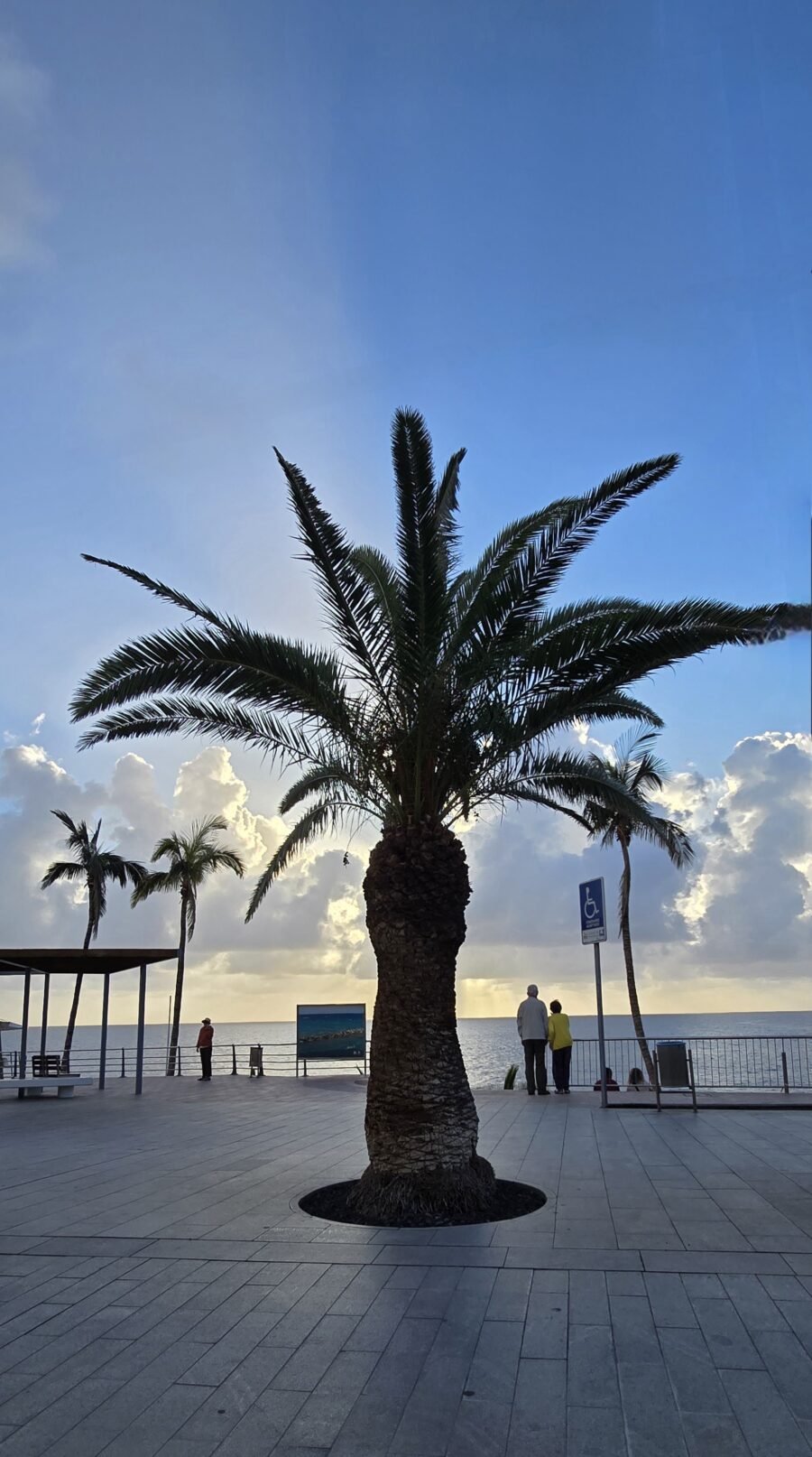 Palme in Puerto Naos